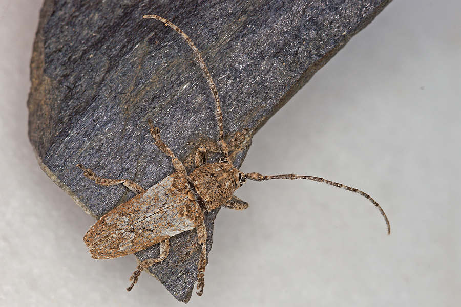 Niphona picticornis / Ohne deutschen Namen / Bockkäfer - Cerambycidae - Lamiinae