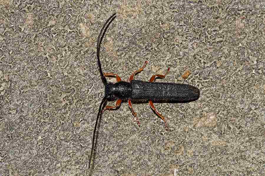 Oberea taygetana / Ohne deutschen Namen / Bockkäfer - Cerambycidae - Lamiinae
