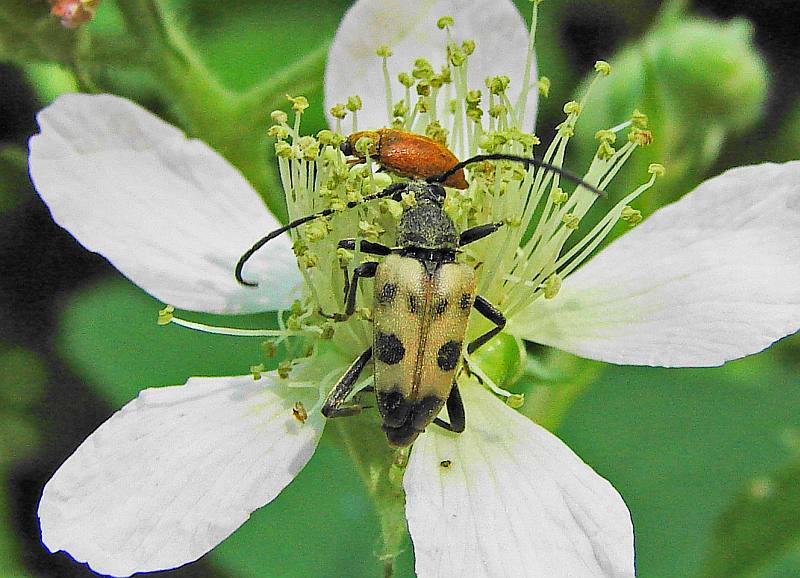 Pachytodes cerambyciformis / Gefleckter Blütenbock / Bockkäfer - Cerambycidae - Lepturinae (Schmalböcke)