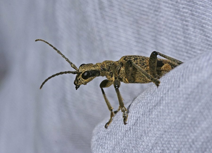 Rhagium mordax / Laubholz-Zangenbock / Schrot-Zangenbock / Schwarzfleckiger Zangenbock / Bissiger Zangenbock / Bockkäfer - Cerambycidae - Lepturinae