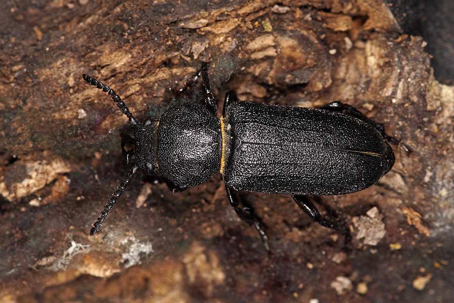 Spondylis buprestoides / Waldbock / Walzenbock / Bockkäfer - Cerambycidae - Spondylidinae