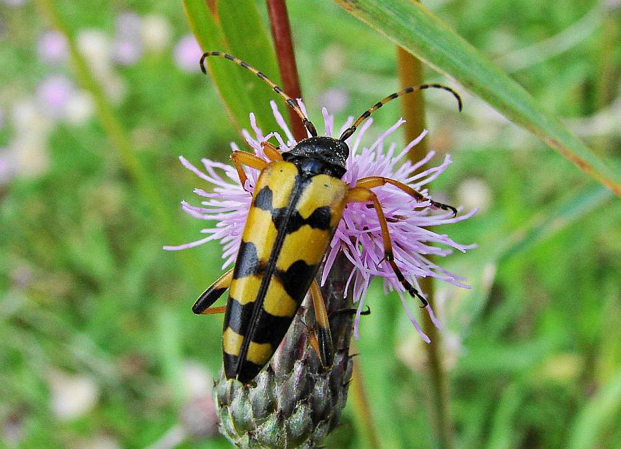 Rutpela maculata (syn. Strangalia maculata) / Gefleckter Schmalbock / Bockkäfer - Cerambycidae - Lepturinae (Schmalböcke)