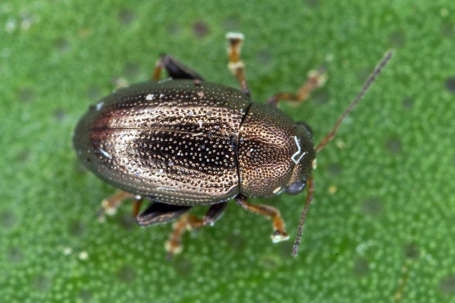 Chaetocnema hortensis / Getreide-Erdfloh / Blattkäfer - Chrysomelidae - Halticinae