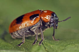 Coptocephala rubicunda / Roter Dolden-Blattkäfer / Blattkäfer - Chrysomelidae / Unterfamilie: Clytrinae