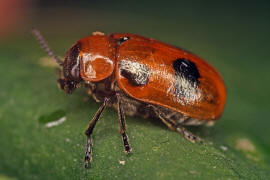 Coptocephala rubicunda /Roter Dolden-Blattkäfer / Blattkäfer - Chrysomelidae / Unterfamilie: Clytrinae