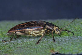 Donacia marginata / Keulenfssiger Rohrkfer / Blattkfer - Chrysomelidae - Donaciinae