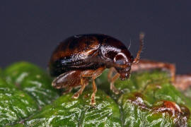 Longitarsus luridus / Hahnenfuß-Erdfloh / Blattkäfer - Chrysomelidae - Halticinae