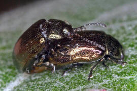 Phratora vitellinae / Kleiner Weidenblattkäfer / Blattkäfer - Chrysomelidae