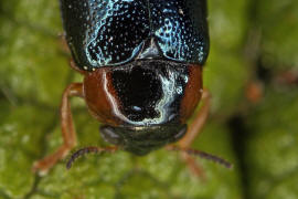Smaragdina affinis (syn. Gynandrophthalma affinis) / Hasel-Smaragdblattkäfer / Blattkäfer - Chrysomelidae - Clytrinae