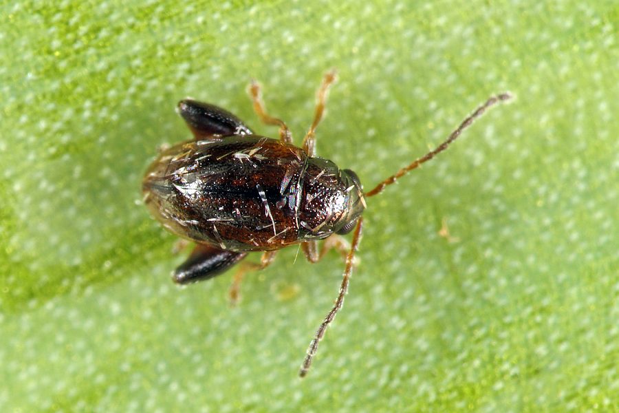 Longitarsus atricillus / Wiesen-Erdfloh / Blattkäfer - Chrysomelidae - Alticinae