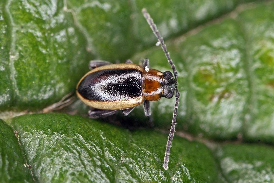 Longitarsus dorsalis / Hellrandiger Langfuß-Erdfloh / Blattkäfer - Chrysomelidae - Halticinae