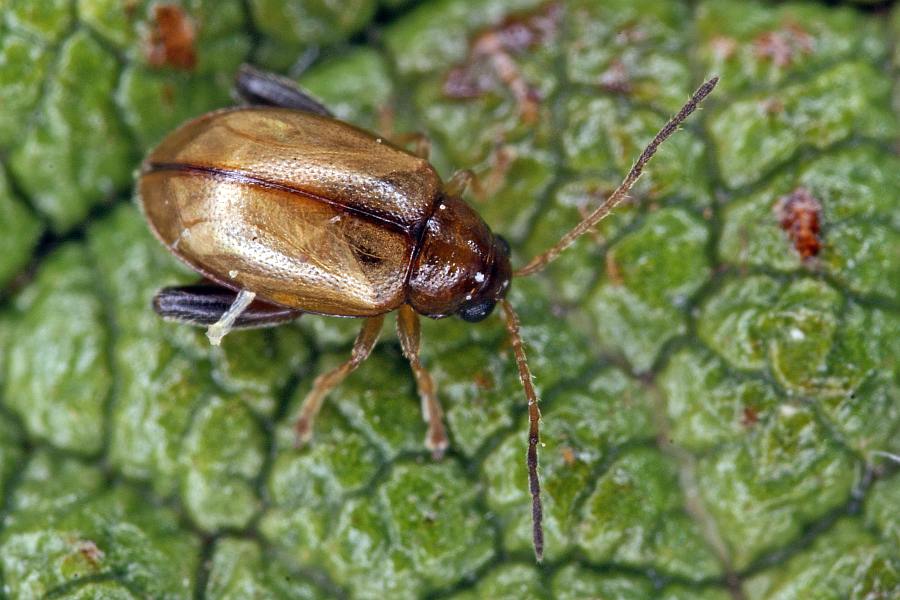 Longitarsus melanocephalus / Schwarzköpfiger Wegerich-Erdfloh / Blattkäfer - Chrysomelidae - Halticinae