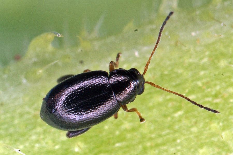 Longitarsus obliteratus / Majoran-Erdfloh / Blattkäfer - Chrysomelidae - Alticinae