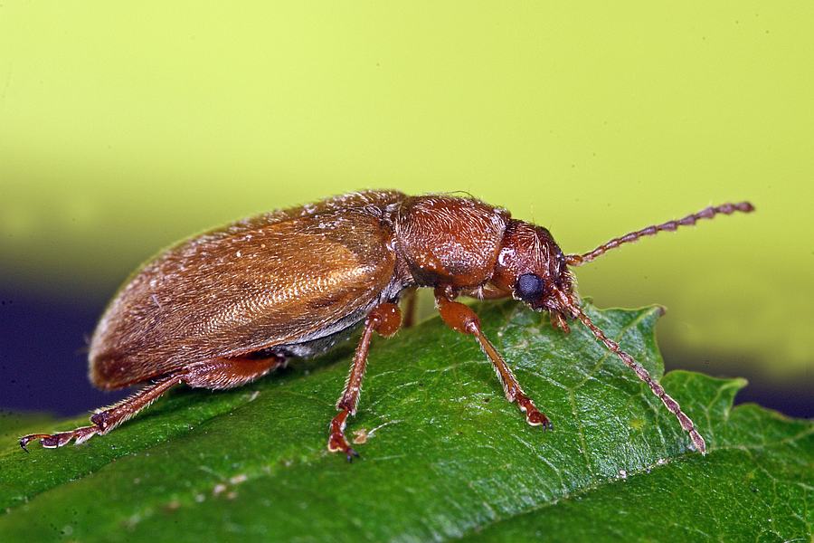 Orsodacne humeralis (syn. Orsodacne lineola) / Behaartes Blatthähnchen / Blattkäfer - Chrysomelidae / Unterfamilie: Orsodacninae