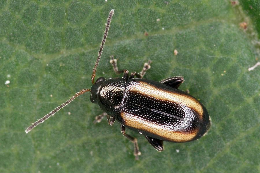 Phyllotreta vittula / Gersten-Flohkäfer / Blattkäfer - Chrysomelidae