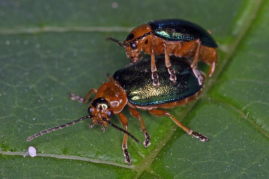 Sermylassa halensis / Hallescher Blattkäfer / Blattkäfer - Chrysomelidae - Galerucinae