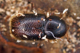 Ropalodontus perforatus / Gewöhnlicher Langhaar-Schwammfresser / Schwammkäfer - Cisidae (auch Ciidae)