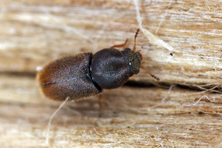Sulcacis bidentulus / Zweifarbiger Schwammfresser / Schwammkäfer - Cisidae (auch Ciidae)