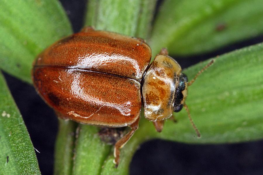 Aphidecta obliterata / Nadelbaum-Marienkäfer / Marienkäfer - Coccinellidae - Coccinellinae