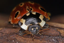 Anatis ocellata / Augenmarienkäfer / Augenfleck-Marienkäfer / Marienkäfer - Coccinellidae - Coccinellinae