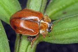 Aphidecta obliterata / Nadelbaum-Marienkäfer / Marienkäfer - Coccinellidae - Coccinellinae