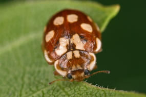 Myrrha octodecimguttata / Achtzehnfleckiger Marienkäfer / Kiefernwipfel-Marienkäfer / Marienkäfer - Coccinellidae - Coccinellinae