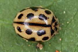 Tytthaspis sedecimpunctata / Sechzehnpunkt-Marienkfer / Marienkfer - Coccinellidae - Coccinellinae
