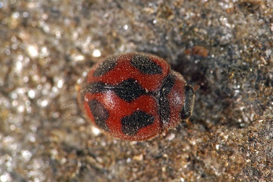 Novius cardinalis / Kardinal-Marienkäfer / Vedalia-Marienkäfer / Marienkäfer - Coccinellidae - Ortaliinae