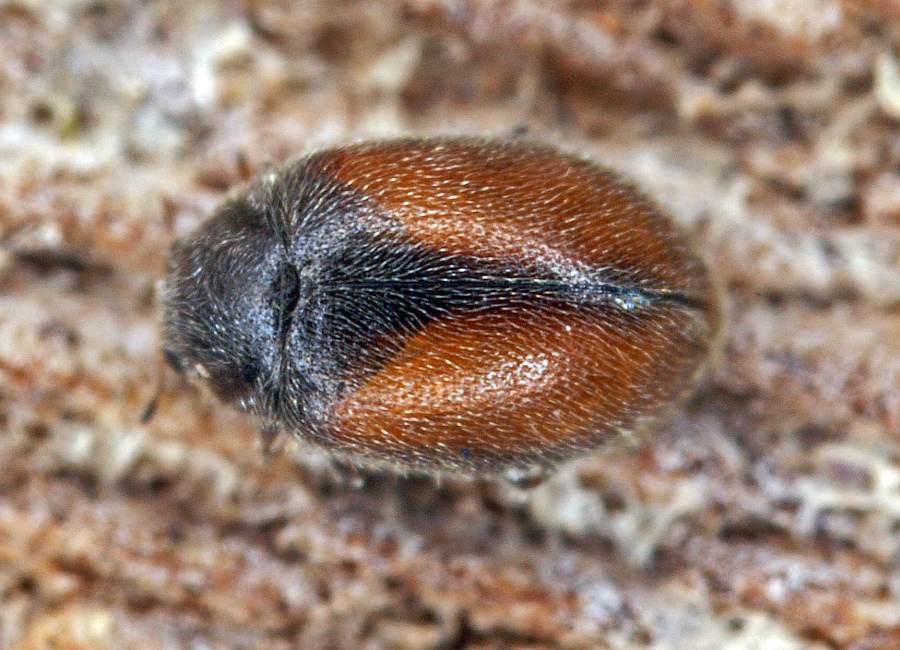 Scymnus suturalis / Gestreifter Kiefern-Zwergmarienkäfer / Marienkäfer - Coccinellidae - Scymninae