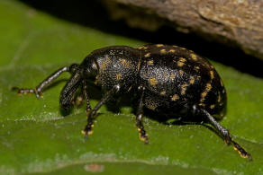 Liparus germanus / Kleiner Pestwurzrüssler / Rüsselkäfer - Curculionidae - Molytinae