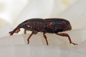 Sitophilus oryzae / Reiskäfer / Reis-Kornkäfer / Rüsselkäfer - Curculionidae - Dryophthorinae
