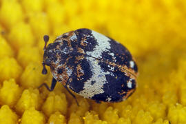 Anthrenus pimpinellae / Bibernellen-Blütenkäfer / Speckkäfer - Dermestidae