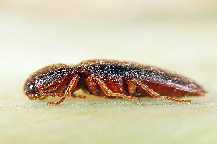 Brachygonus megerlei / Ohne deutschen Namen / Schnellkäfer - Elateridae - Ampedinae