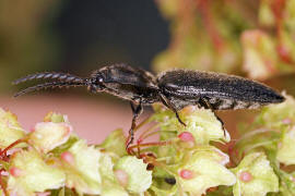 Hemicrepidius niger / Schwarzer Rauhaarschnellkäfer / Schnellkäfer - Elateridae
