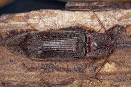 Stenagostus rhombeus / Ohne deutschen Namen / Schnellkäfer - Elateridae - Athoinae