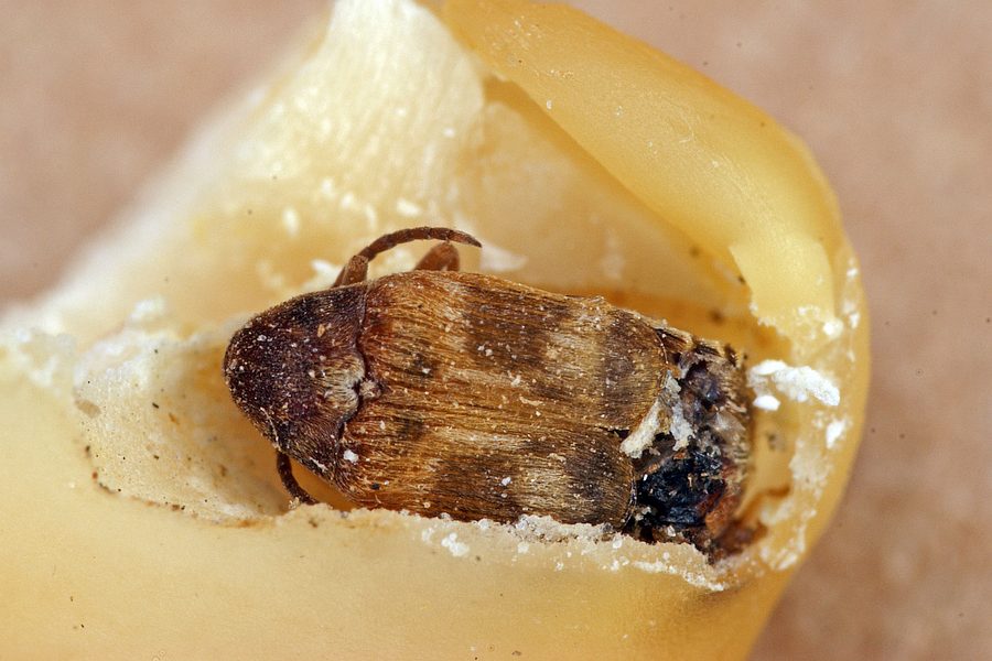 Callosobruchus maculatus / Vierfleckiger Bohnenkäfer / Samenkäfer - Bruchidae (die Familie ist heute als Unterfamilie Bruchinae zu den Blattkäfern (Chrysomelidae) gestellt