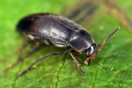 Anaspis frontalis / Rotstirniger Scheinstachelkäfer / Scheinstachelkäfer (Seidenkäfer) - Scraptiidae