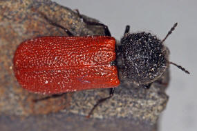 Bostrichus capucinus / Karminroter Kapuzinerkäfer / Holzbohrkäfer - Bostrichidae