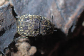 Brachytarsus nebulosus / Schildlaus-Breitrssler / Breitrssler - Anthribidae