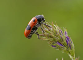 Clytra laeviuscula / Roter Ameisen-Sackkfer / Familie: Blattkfer - Chrysomelidae / Unterfamilie: Clytrinae