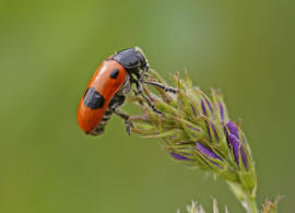Clytra laeviuscula / Roter Ameisen-Sackkfer / Familie: Blattkfer - Chrysomelidae / Unterfamilie: Clytrinae