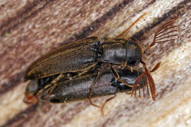 Isorhipis melasoides / Ohne deutschen Namen / Kammkfer - Eucnemidae