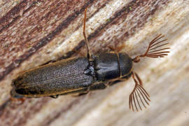 Isorhipis melasoides / Ohne deutschen Namen / Kammkfer - Eucnemidae