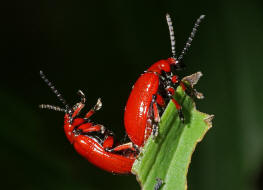 Lilioceris merdigera / Maiglckchenhhnchen (Paarung) / Blattkfer - Chrysomelidae