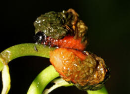 Lilioceris merdigera / Maiglckchenhhnchen (Larven) / Blattkfer - Chrysomelidae