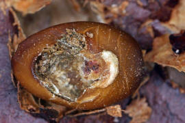 Megabruchidius dorsalis / Asiatischer Gleditschien Samenkäfer (verlassene Samenkapsel) / Samenkäfer - Bruchidae