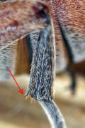 Megabruchidius dorsalis / Asiatischer Gleditschien Samenkäfer (Endsporn der Hinterschiene) / Samenkäfer - Bruchidae