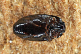 Paromalus flavicornis / Ohne deutschen Namen / Stutzkäfer - Histeridae - Dendrophilinae