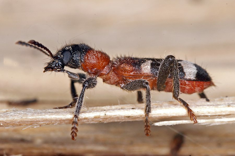 Thanasimus formicarius / Gemeiner Ameisenbuntkäfer / Buntkäfer - Cleridae