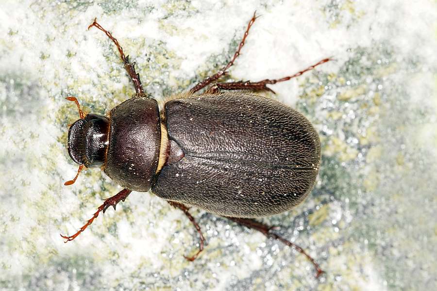 Haplidia transversa / Ohne deutschen Namen / Blatthornkäfer - Scarabaeidae - Melolonthinae